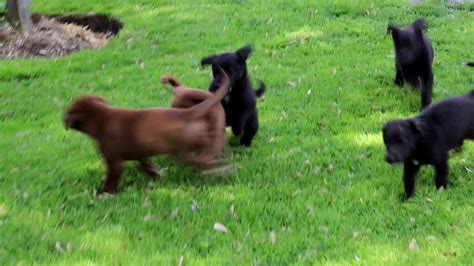 Borador Puppies for Sale - YouTube