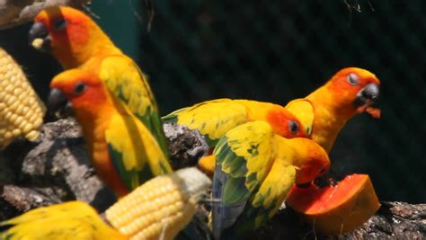 parrots eat fruit Stock Footage Video (100% Royalty-free) 1172110 | Shutterstock