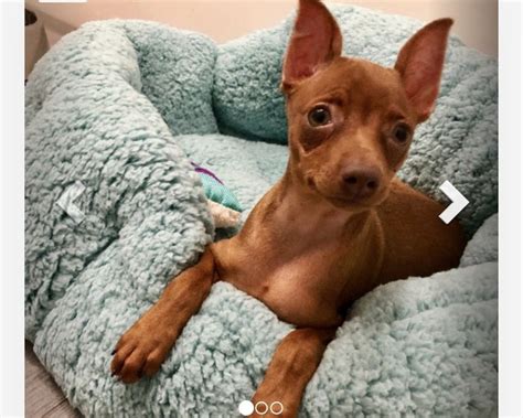 Miniature Pinscher Puppies For Sale | Brooklyn, NY #302229 in 2023 | Miniature pinscher puppy ...