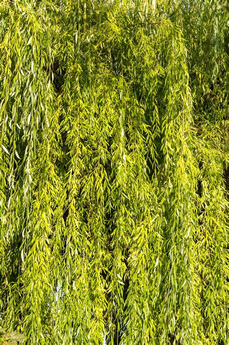 Premium Photo | Willow leaves on a tree as a natural background