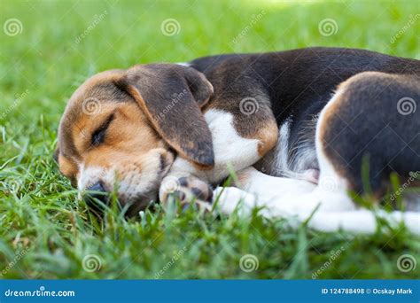 Beagle puppy sleeping stock photo. Image of love, hound - 124788498