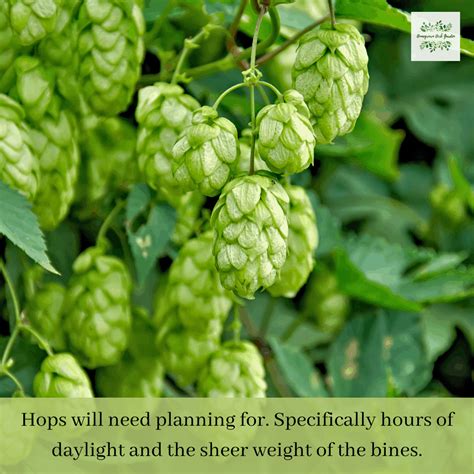 Hops - A Complete Guide To Growing At Home - Homegrown Herb Garden