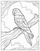 22 Parrot Coloring Pages Free PDF Printables sketch template
