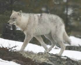 Great Plains Wolf (Canis lupus nubilus) – The Wolf Intelligencer