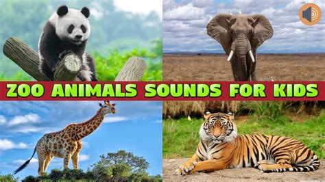 ZOO ANIMALS SOUNDS FOR KIDS - YouTube