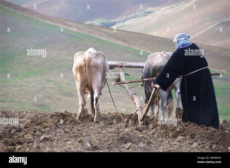 Traditional Plough High Resolution Stock Photography and Images - Alamy