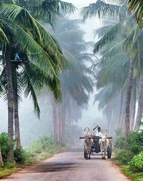 Pin by md saddam on শিতের আগমন | India photography, Nature photography, Village photography