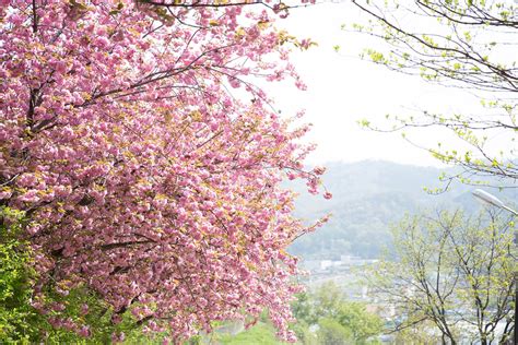 Cherry Blossoms at Jeonju Wansan Park