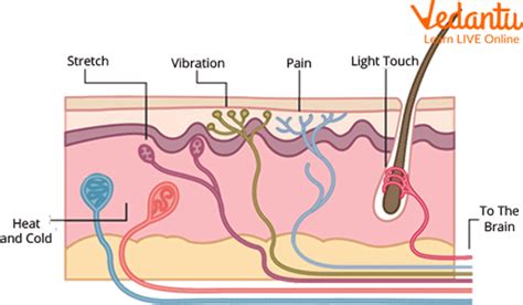 Sense Of Touch Diagram