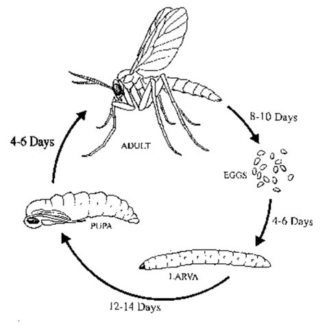 How to Get Rid of Fungus Gnats in Houseplants, Organically! ~ Homestead and Chill