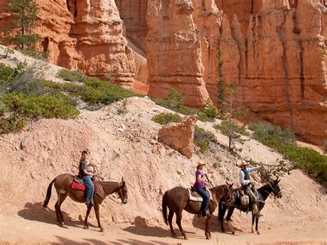 Bryce Canyon Horseback/Mule Ride - Half Day - Tracks + Trails