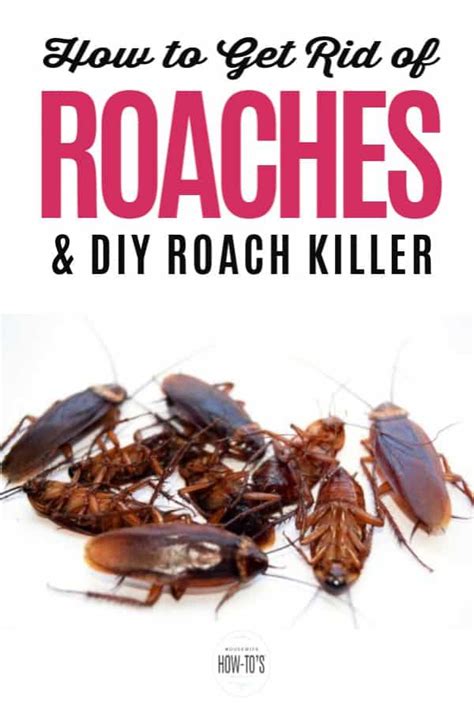 Learn what's attracting roaches to your home and how to get rid of them naturally using this ...