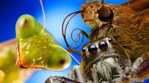 Ten incredible insects & spiders - CBBC - BBC