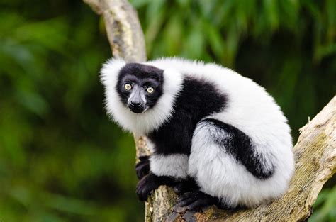 Black and white Ruffed Lemur | Mathias Appel | Flickr