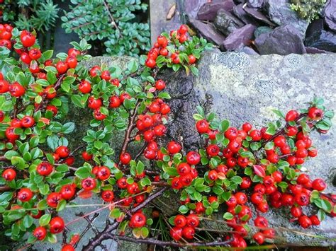 Cotoneaster Horizontalis - Cotoneasters are a group of shrubs much overlooked as they have ...