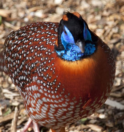 Photos: 10 Rare And Colourful Birds Of India - India's Endangered