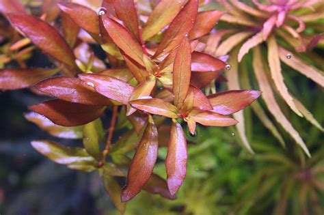 Photo #3 - Ludwigia Palustris (narrow-leaf Ludwigia) From Su...