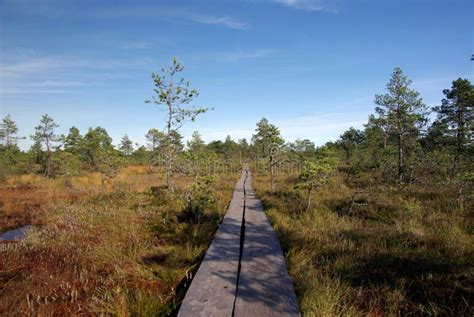 Swamp Viru in Estonia.the Nature of Estonia. Stock Photo - Image of ...