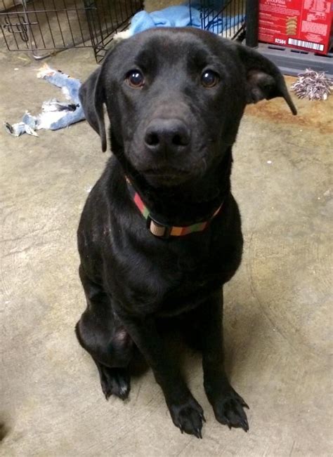 Black Labrador Adoption