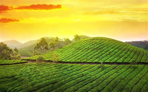 Tea Landscape Wallpapers - Top Free Tea Landscape Backgrounds - WallpaperAccess