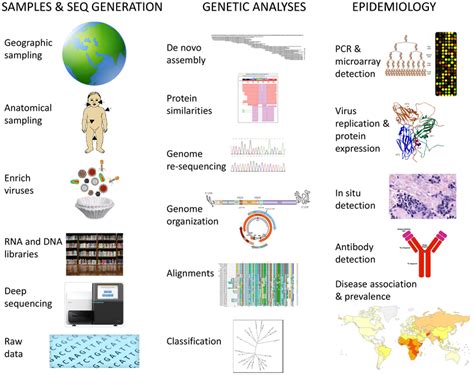 Schematic steps for determination of human virome and its impact on ...