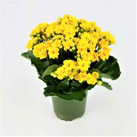 KALANCHOE PLANT- 4" POT - Wholesale Bulk Flowers - Cascade Floral