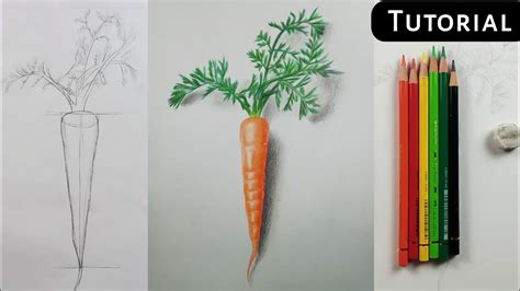 How to draw realistic carrot | step by step for beginners - YouTube