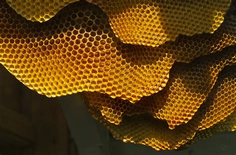 The Fascinating History of Honey – Bugs In Our Backyard