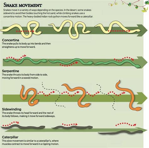 Snake Movement | Types of snake, Learn something new everyday, Snake facts