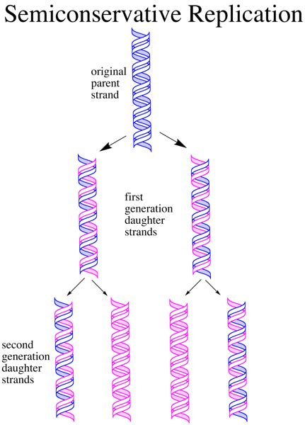 Dna Replication Png