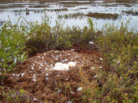 Swan Nesting (Complete Guide) | Birdfact