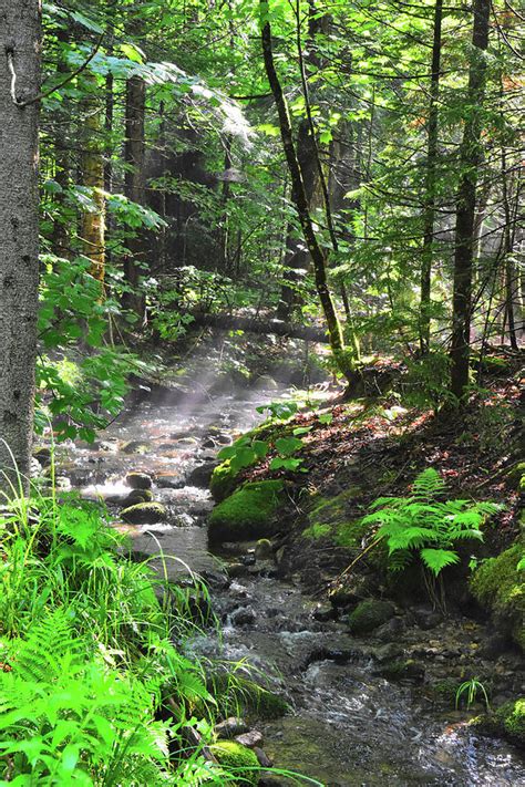 Mountain Brook Photograph by Catherine Reusch Daley - Fine Art America