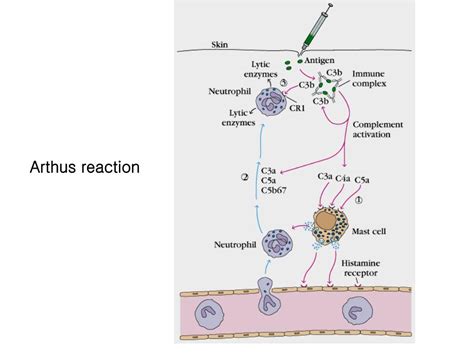 PPT - Hypersensitivity reactions: Antibody-mediated (type II) cytotoxic reactions PowerPoint ...