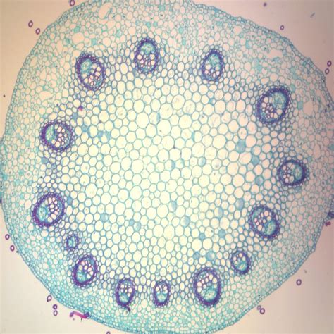 Basswood One-Year Stem, c.s., 12 µm Microscope Slide | Carolina.com