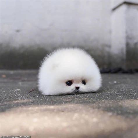 Adorable Tiny Pomeranian Dog