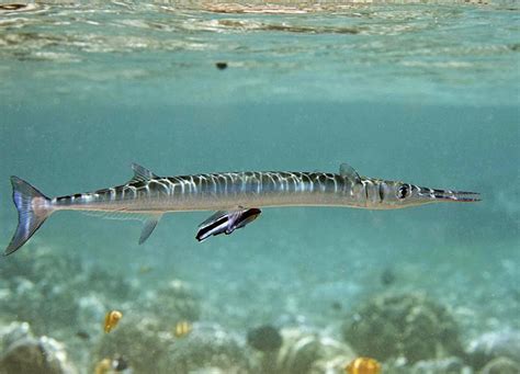 Needlefish - Fishes World - HD Images & Free Photos