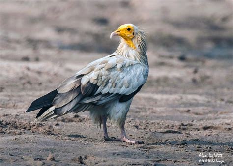 Egyptian-Vulture • Wildlife Photography