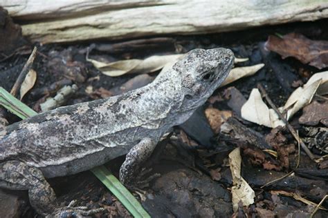 Ctenosaura bakeri | The Reptile Database