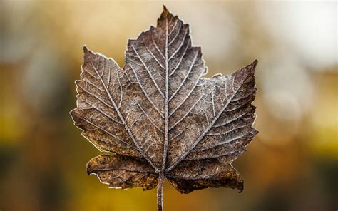 leaf, maple, dry Wallpaper, HD Macro 4K Wallpapers, Images and Background - Wallpapers Den