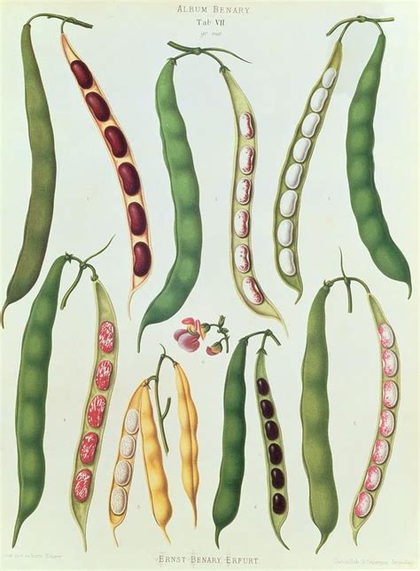 Bean Drawing - Beans by Ernst Benay | Botanical illustration, Botanical drawings, Graphic art