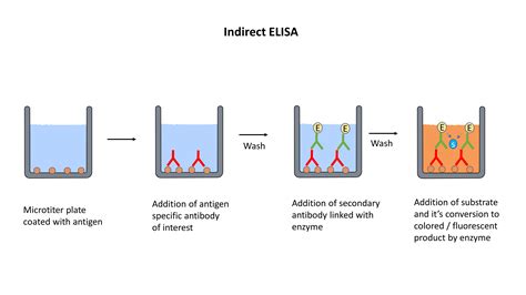 ELISA (Enzyme-Linked Immunosorbent Assay) - The Science Bistro