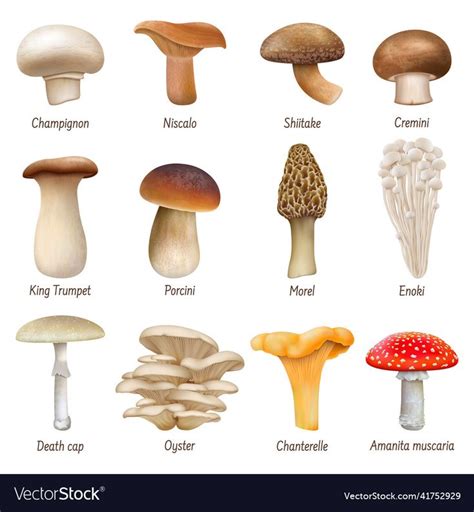 different types of mushrooms on a white background