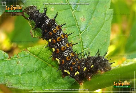 Red Admiral Caterpillar