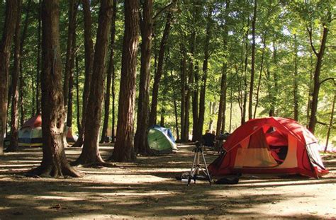 Acampar en un bosque | Romantic camping trip, Romantic camping, Camping experience