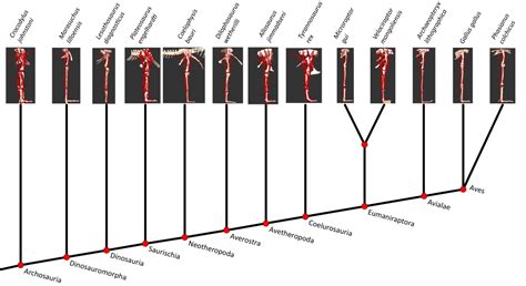 Evolutionary Biomechanics of Dinosaur Legs | LaptrinhX / News