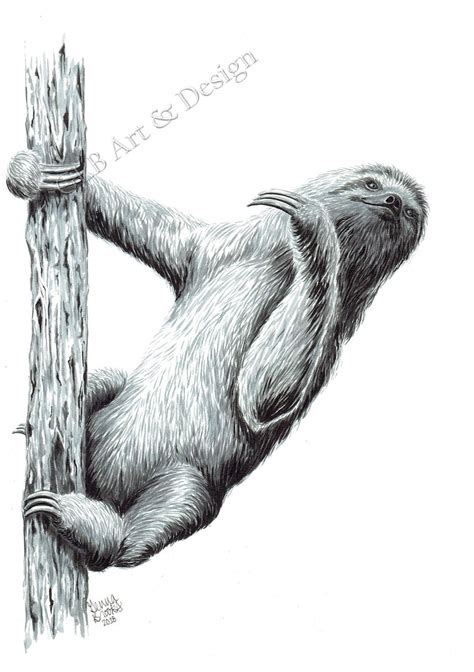 Sloth Hanging on a Tree Ink Drawing Archival Giclee Print - Etsy