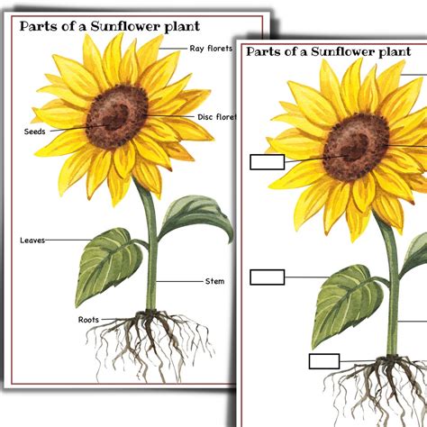 Sunflower Unit, Sunflower Life Cycle, Parts of a Sunflower, Nature ...