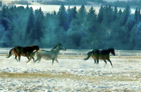 Run With The Wind Photograph by Debbie Lind | Fine Art America