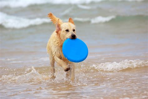 What Beaches Can Dogs Go On In Swansea