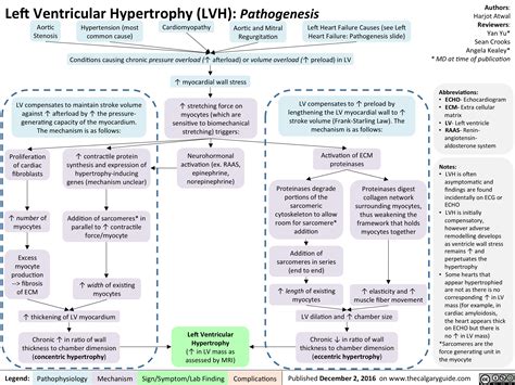 Left Ventricular Hypertrophy: Pathogenesis | Calgary Guide